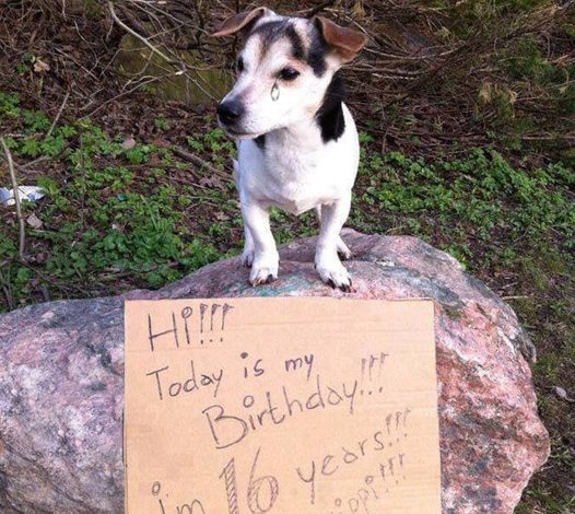 Heartbreaking Act of Cruelty: A Sick Puppy Was Heartlessly Abandoned by Its Owner and Left to Suffer in the Blazing Sun