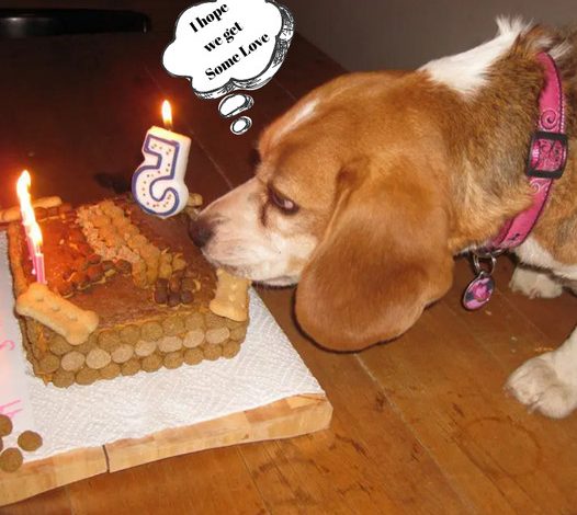 A Beagle’s Big Five Bash: Commemorating a Fantastic Milestone Celebration