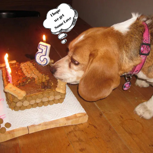 A Beagle’s Big Five Bash: Commemorating a Fantastic Milestone Celebration