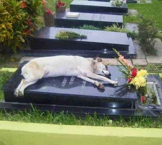 A Heartbreaking Farewell: The Devoted Dog Who Grieved His Owner’s Death