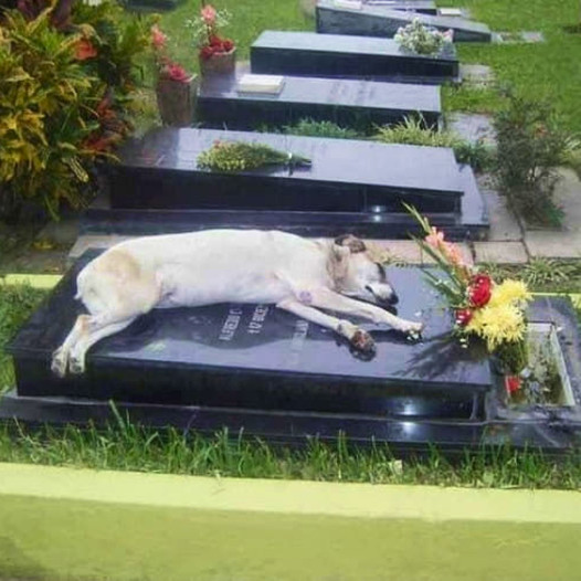 A Heartbreaking Farewell: The Devoted Dog Who Grieved His Owner’s Death