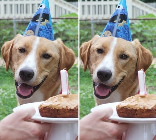 Happy 1st Birthday to a Lonely Beagle Celebrating for the First Time