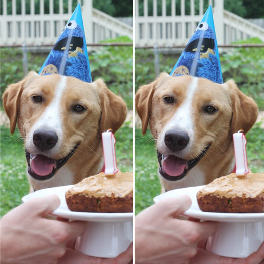 Happy 1st Birthday to a Lonely Beagle Celebrating for the First Time