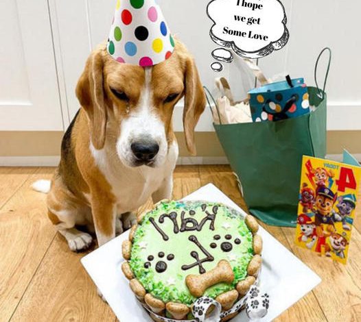 Karl the Dog’s Sixth Birthday Bash: A Grand Celebration Filled with Joyful Woofs and Happy Wags