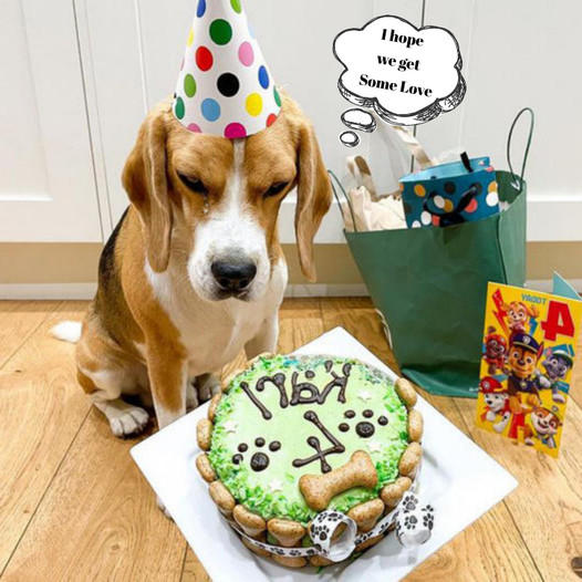 Karl the Dog’s Sixth Birthday Bash: A Grand Celebration Filled with Joyful Woofs and Happy Wags