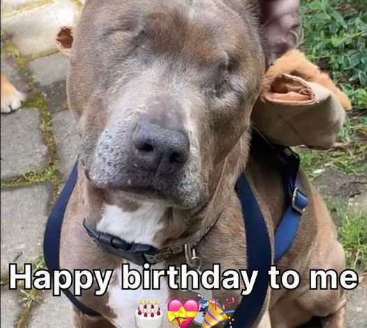 A Blind Dog’s Birthday: Discovering Light Amidst the Darkness