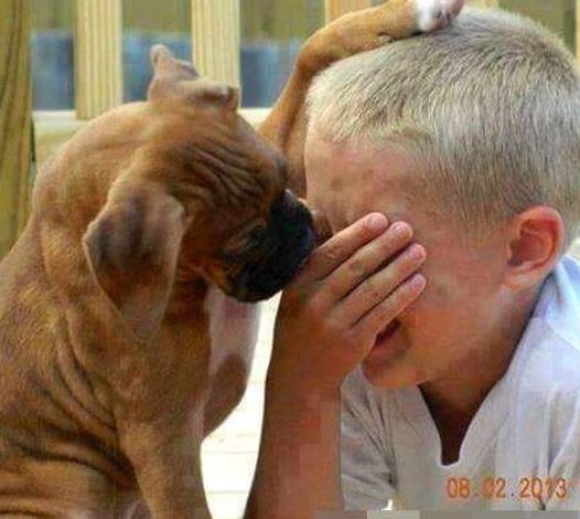 A touching moment occurred when a small dog comforted a crying boy by placing its paw on his head. This incident went viral and moved millions of people.