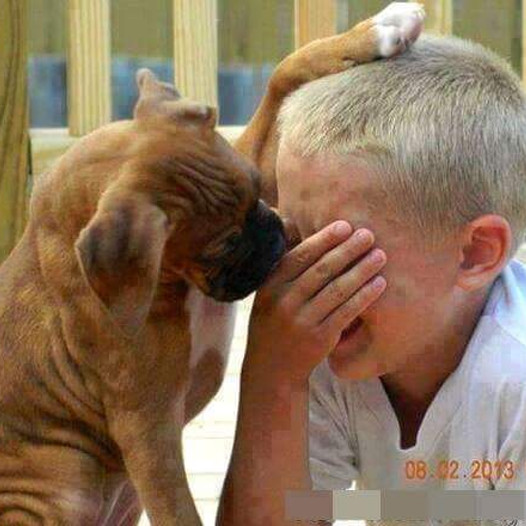 A touching moment occurred when a small dog comforted a crying boy by placing its paw on his head. This incident went viral and moved millions of people.