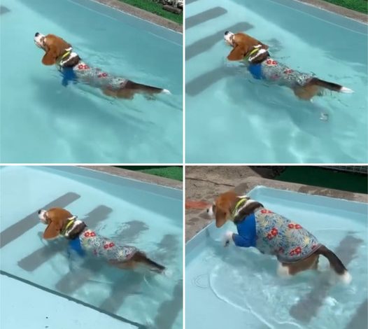 Beagle Enjoys a Refreshing Swim: An Enchanting Summer Adventure