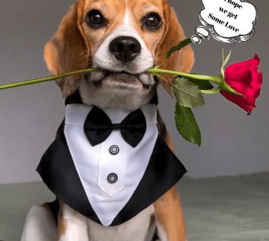 The Charming Beagle: A Fashionable Companion with a Heartwarming Secret