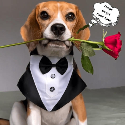 The Charming Beagle: A Fashionable Companion with a Heartwarming Secret