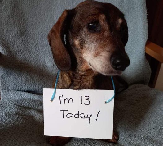 Today is the dog’s 13th birthday  but he doesn’t care about him at all, not having any birthday wishes makes him really sad and feels like he’s not important , please send your wishes to him 