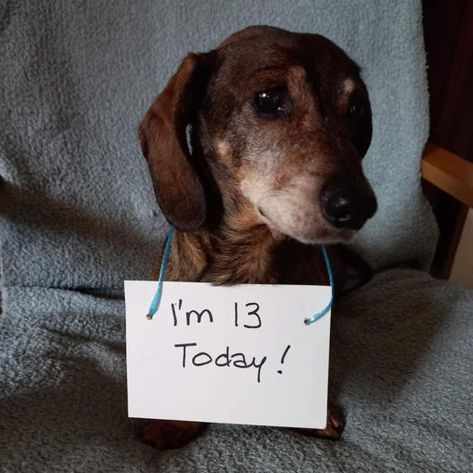 Today is the dog’s 13th birthday  but he doesn’t care about him at all, not having any birthday wishes makes him really sad and feels like he’s not important , please send your wishes to him 