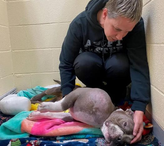 Pitbull Rescued with Volleyball-Sized Tumor Gets a Second Chance at Life