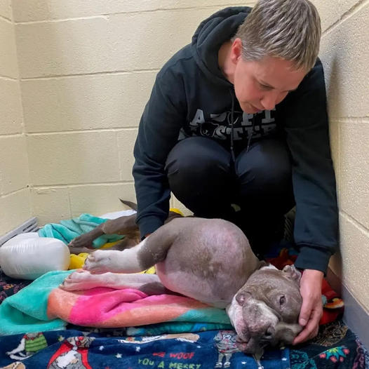 Pitbull Rescued with Volleyball-Sized Tumor Gets a Second Chance at Life