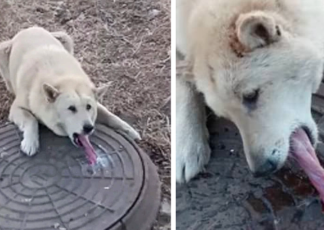 A man discovered a helpless dog with its tongue frozen, trapped in a sewer, and in urgent need of immediate assistance.