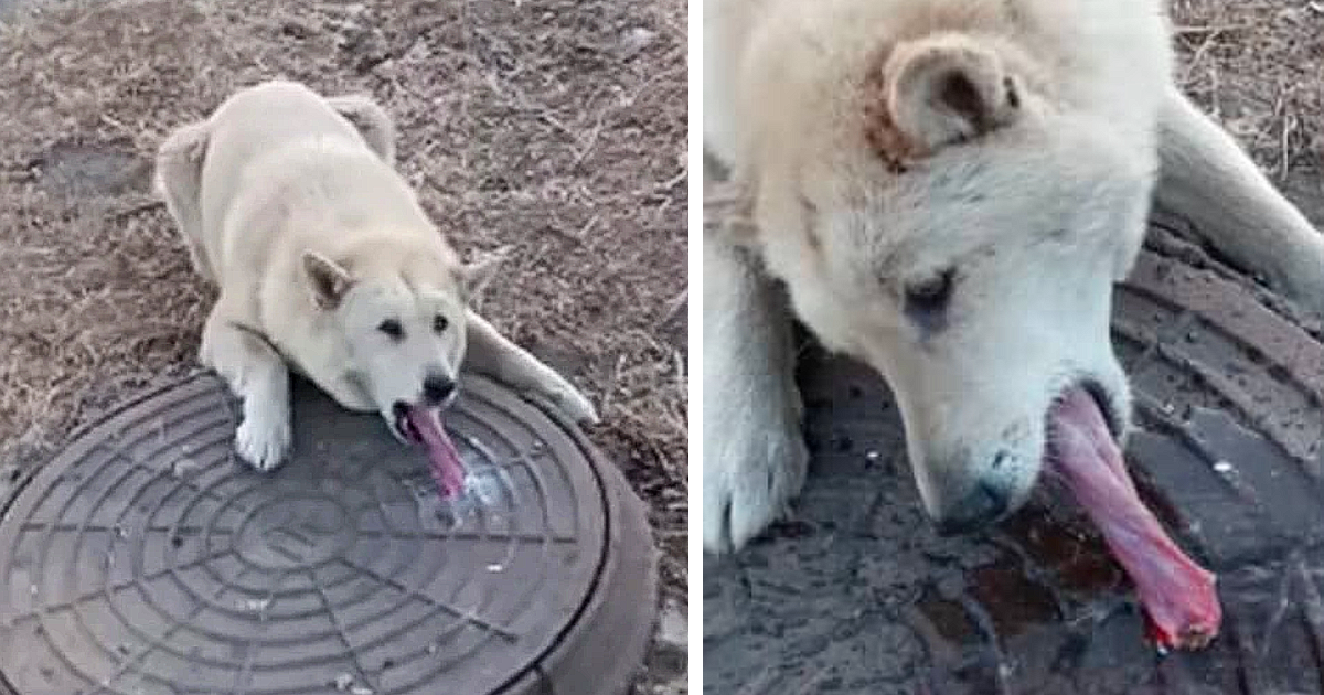 A man discovered a helpless dog with its tongue frozen, trapped in a sewer, and in urgent need of immediate assistance.