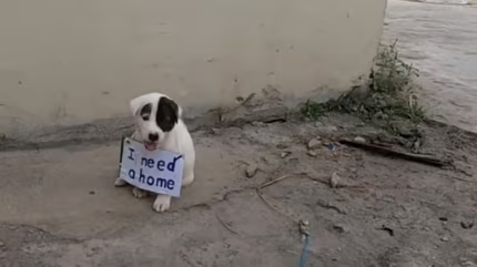 A woman’s heart breaks when she sees a puppy by the roadside, wearing a handwritten sign.