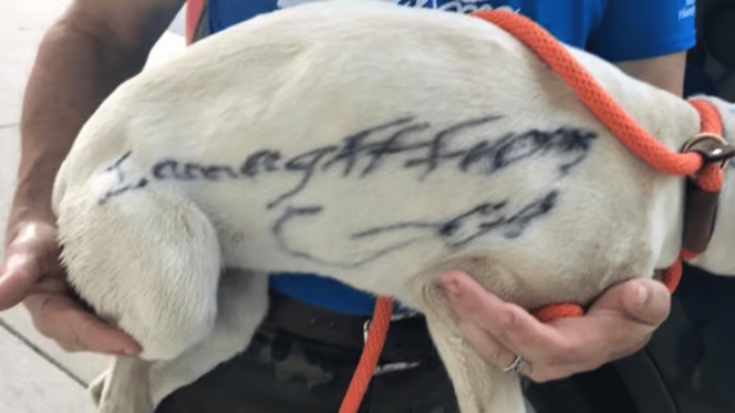 A stray dog was discovered on the streets with a disturbing message written on her fur