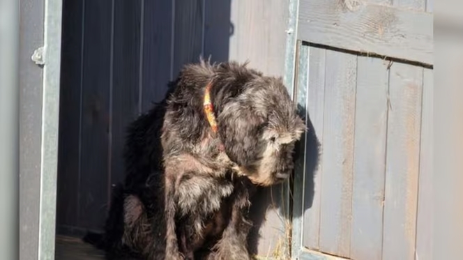 It breaks everyone’s heart to see an elderly rescue dog lose hope of being adopted