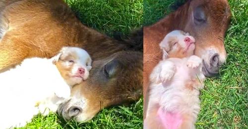 A Heartwarming Nap: The Unbreakable Bond of Friendship Between a Puppy and Foal!