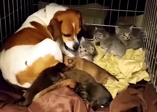 A dog rescues a kitten from the shelter staff and brings the kitten to her home run pen.