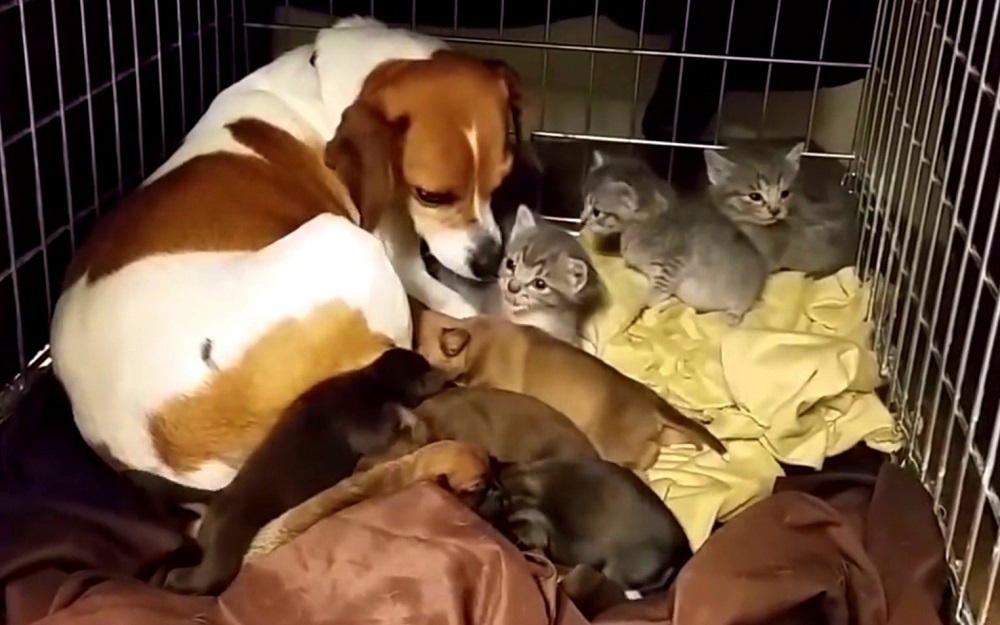 A dog rescues a kitten from the shelter staff and brings the kitten to her home run pen.