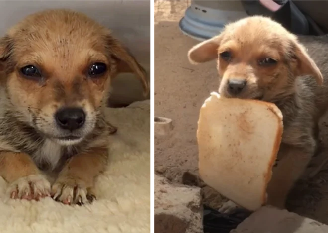 The heart-wrenching image of a starving and abandoned puppy, overwhelmed by its dire situation, evokes tears as it sobs with gratitude upon receiving a small piece of bread.