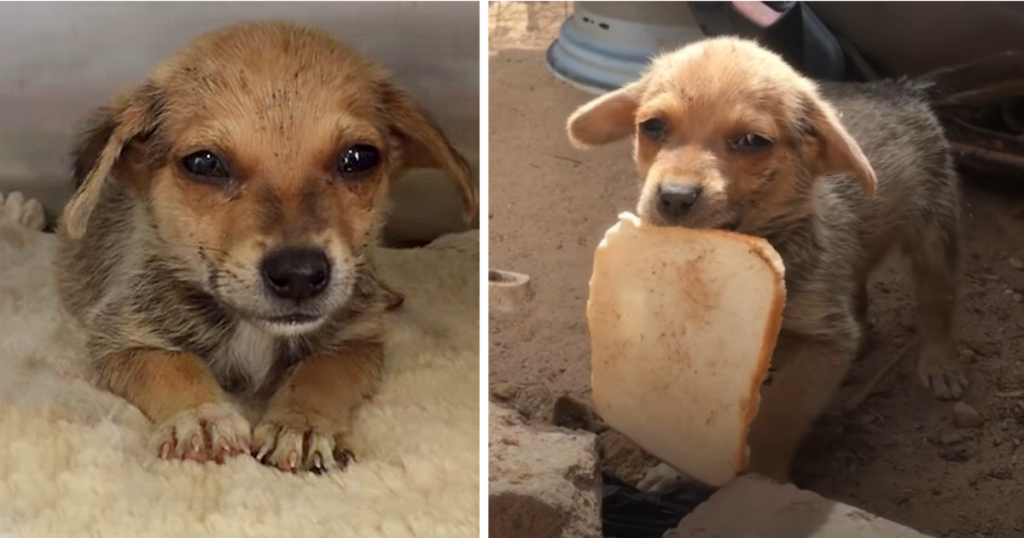 The heart-wrenching image of a starving and abandoned puppy, overwhelmed by its dire situation, evokes tears as it sobs with gratitude upon receiving a small piece of bread.