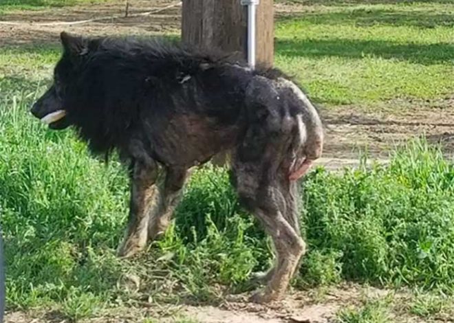 Abandoned and neglected, a ‘werewolf’ was left on the side of the road for months, waiting for someone to help