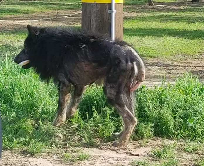 Abandoned and neglected, a ‘werewolf’ was left on the side of the road for months, waiting for someone to help