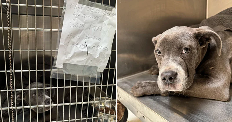 Dog Abandoned Outside Shelter with Heartbreaking Note and Tears in Her Eyes, Soon Gets Good News