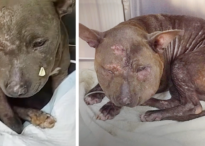 The Heartbreaking Video Story of a Neglected Puppy Struggling to Find Love on a Lonely Journey