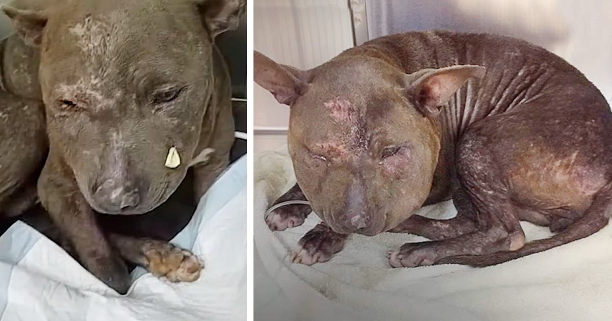 The Heartbreaking Video Story of a Neglected Puppy Struggling to Find Love on a Lonely Journey