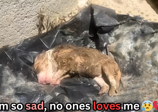 The Heartbreaking Condition of Innocent Puppies: Drenched, Coated in Mud, and Discarded Like Trash