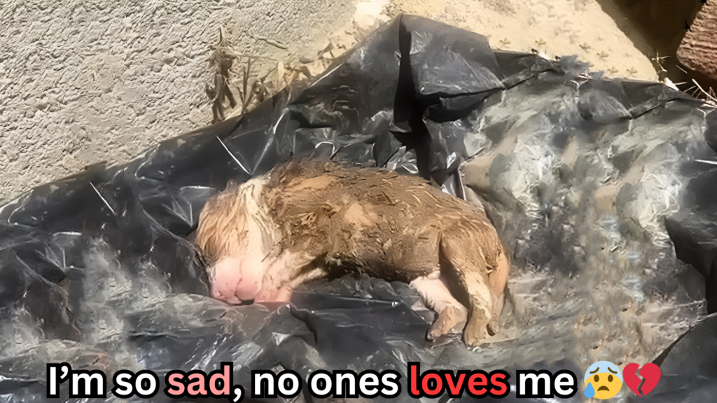 The Heartbreaking Condition of Innocent Puppies: Drenched, Coated in Mud, and Discarded Like Trash