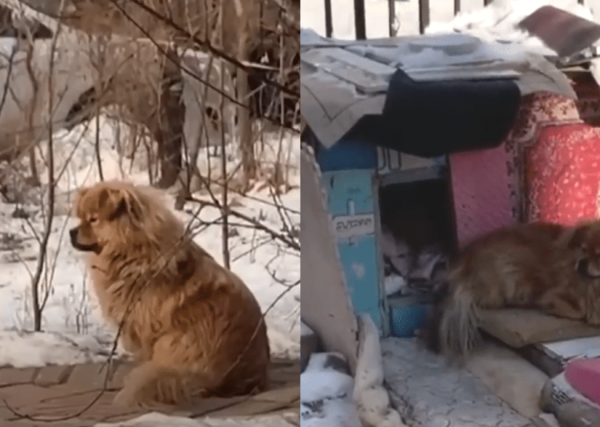 Loyal Dog Stays by Its Late Owner’s Side for Five Years