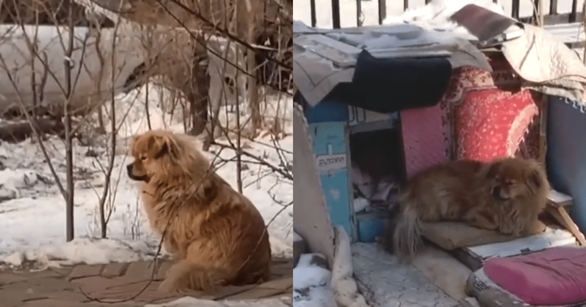 Loyal Dog Stays by Its Late Owner’s Side for Five Years