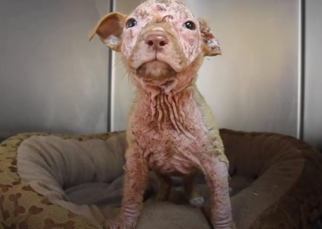 Bald Puppy Transforms into ‘Peach Fuzz’ Baby Thanks to Loving Care from Mom and Pack