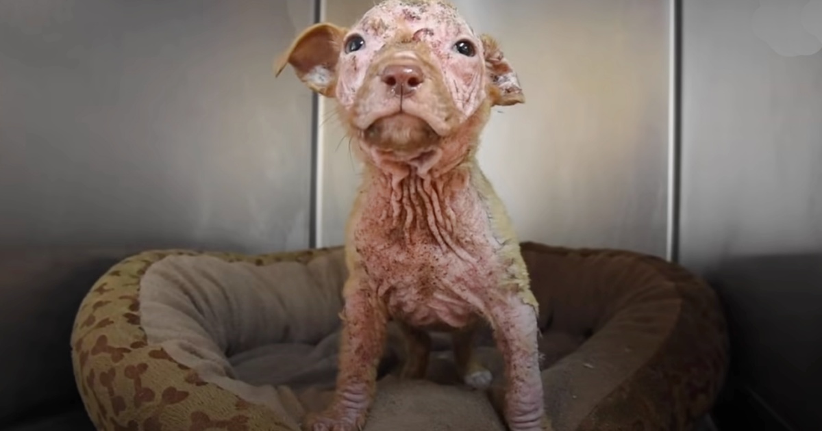 Bald Puppy Transforms into ‘Peach Fuzz’ Baby Thanks to Loving Care from Mom and Pack