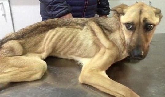 Emaciated and frail, the neglected stray dog struggles against starvation and dehydration in an unyielding fight for survival.