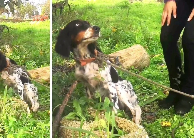 Abandoned by cruel and heartless individuals, a helpless dog was left tied to a tree instead of being rescued and given a chance at a better life.