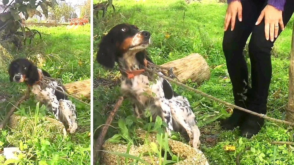 Abandoned by cruel and heartless individuals, a helpless dog was left tied to a tree instead of being rescued and given a chance at a better life.