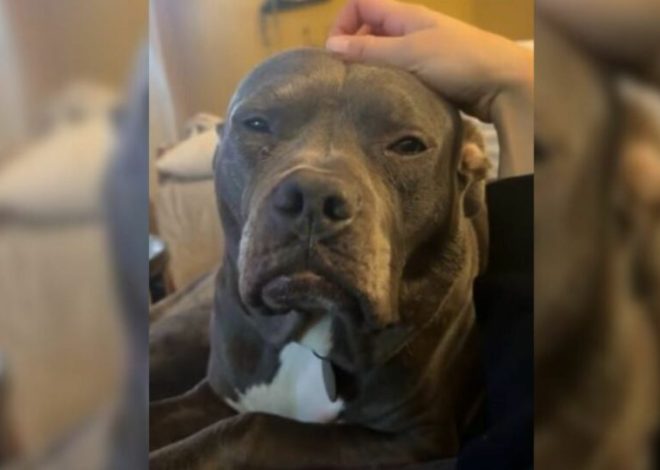 An Old-Looking Dog Overlooked At The Shelter For Months Because People Think He ‘Looks Mean’