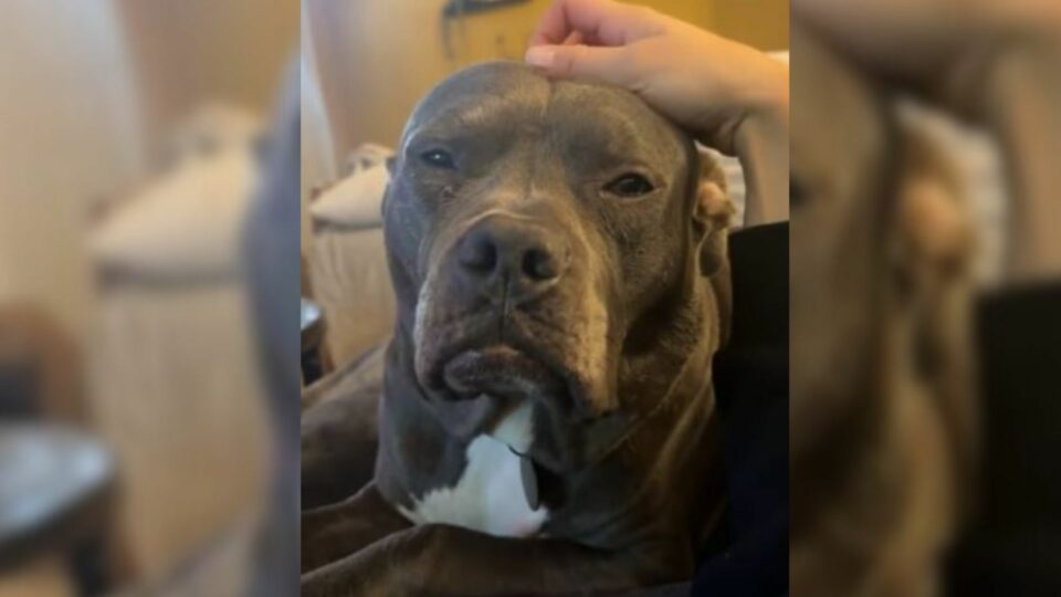 An Old-Looking Dog Overlooked At The Shelter For Months Because People Think He ‘Looks Mean’