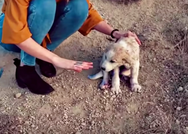 Couple Traveling in the Mountains Discovers Puppy Covered in Blue Spray Paint