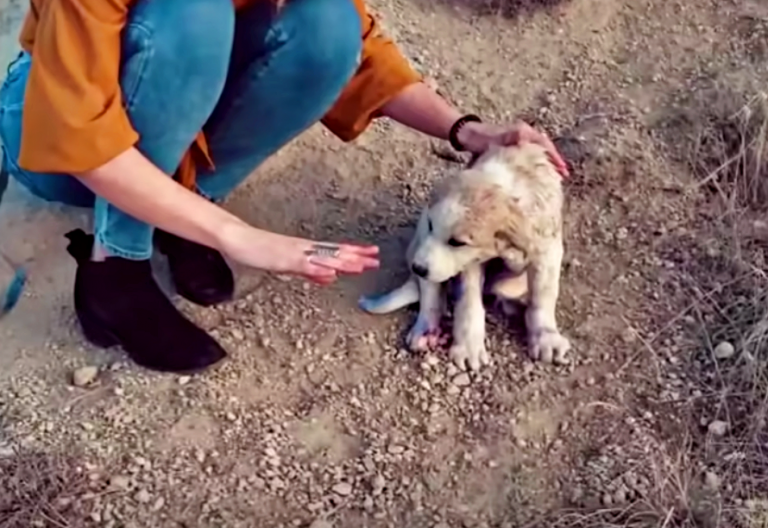 Couple Traveling in the Mountains Discovers Puppy Covered in Blue Spray Paint