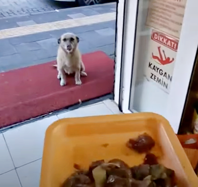 This admirable man maintains one unchanging rule: Every time stray animals visit his shop, they receive food