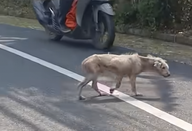 A hairless dog roaming around fluffed up after a man bumped into him