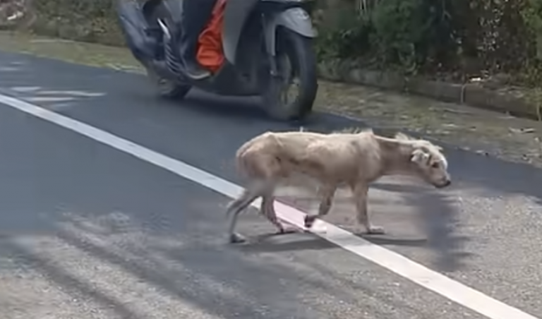 A hairless dog roaming around fluffed up after a man bumped into him